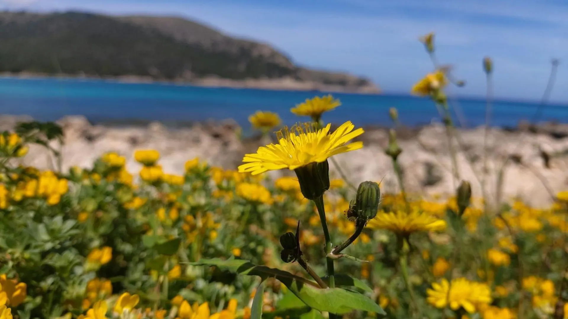 Yourhouse Son Jaumell Capdepera  0*, Capdepera (Mallorca) Ισπανία